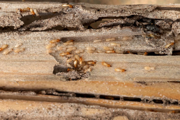 Best Commercial Pest Control Services  in Lompoc, CA