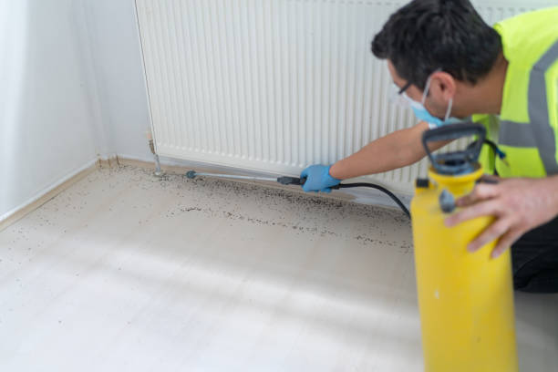 Best Local Pest Control Services  in Lompoc, CA